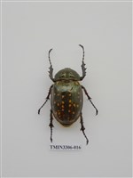 藏品(長臂金龜)的圖片